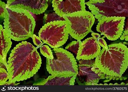 Red and green coleus, closeup for background