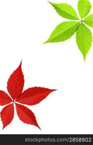Red and green leaf border