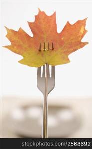 Red and green Maple leaf pierced by a dinner fork.