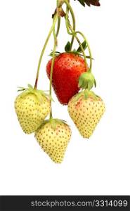 Red and green strawberries, isolated on white background