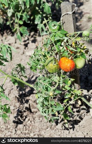red and green tomato plant in garden in summer day