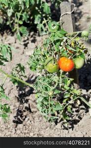 red and green tomato plant in garden in summer day