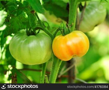 red and green tomatoes in the garden