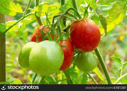 Red and green tomatoes on the bush.