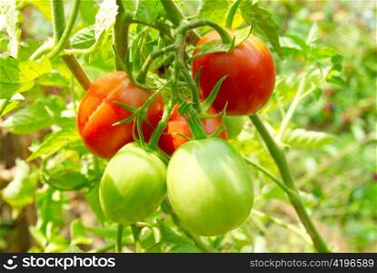 Red and green tomatoes on the bush.