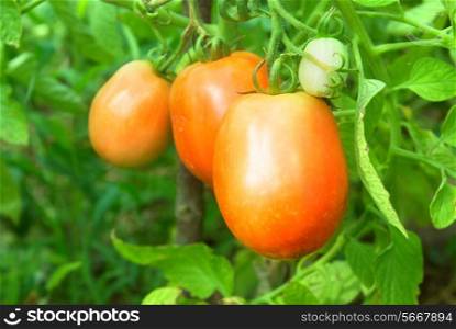Red and green tomatoes on the bush