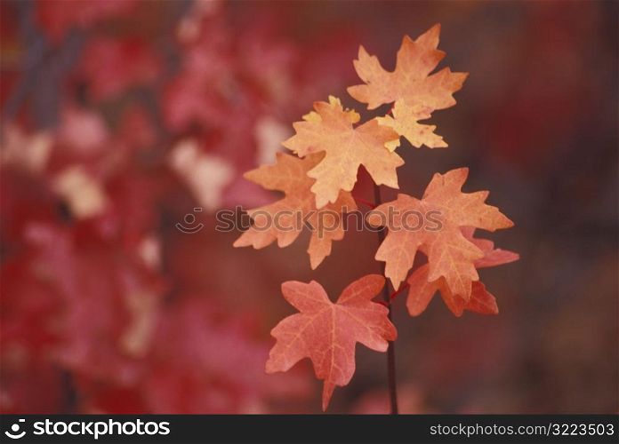 Red And Orange Autumn Leaves