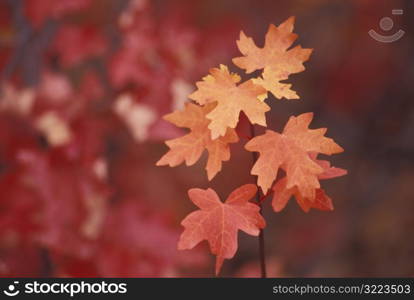 Red And Orange Autumn Leaves