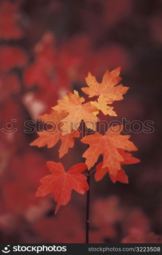 Red And Orange Autumn Leaves