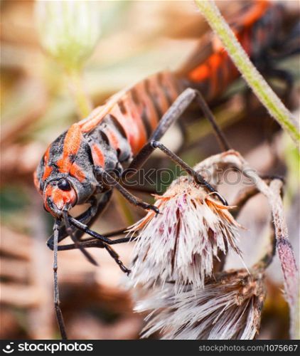 Red and orange bug mating insects on plant tree on nature background