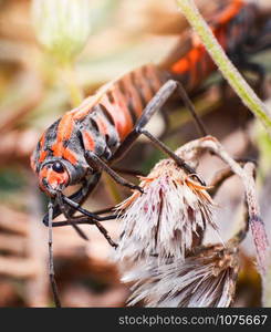 Red and orange bug mating insects on plant tree on nature background