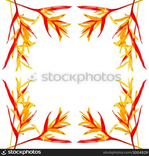 Red and orange Heliconia flower, Heliconia psittacorum Rubra, tropical flower, isolated on a white background