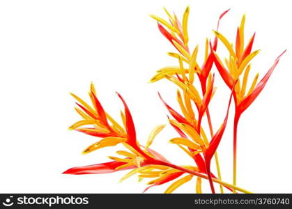Red and orange Heliconia flower, Heliconia psittacorum Rubra, tropical flower isolated on a white background