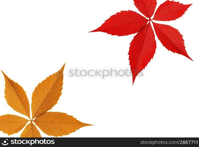 Red and orange leaf border