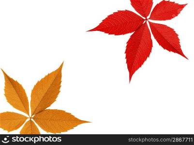 Red and orange leaf border