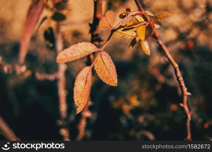 Red and orange leaves of rubiginosa rose in autumn in the nature