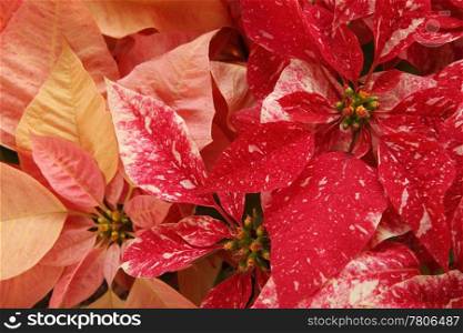 red and pink Christmas poinsettias