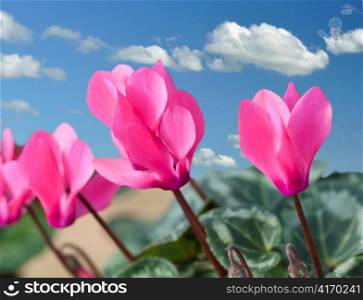 Red and pink cyclamen flowers against a blue sky