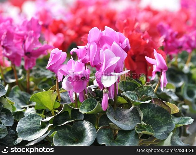 Red and pink cyclamen flowers for background