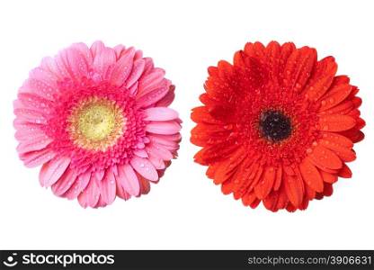 red and pink daisy-gerbera heads with water drops isolated on white