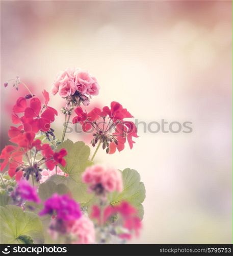 Red And Pink Geranium Flowers