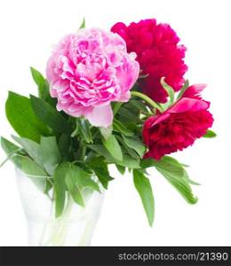 red and pink peonies. pink and red peonies isolated on white background