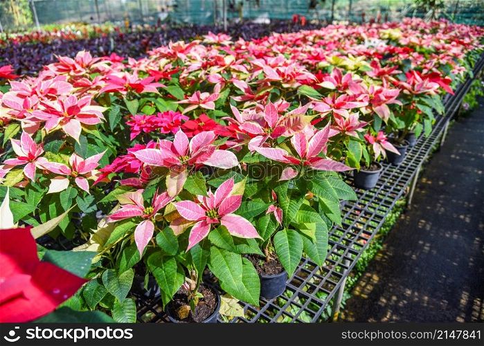 Red and pink poinsettia in the garden greenhouse, Poinsettia christmas traditional flower decorations