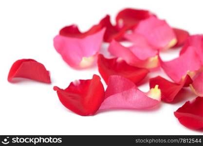 red and pink rose petals isolated