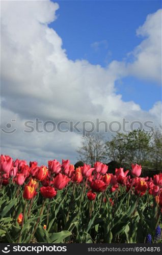Red and pink tulips in a field, flower bulb industry