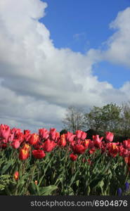 Red and pink tulips in a field, flower bulb industry