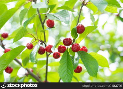 Red and sweet cherries on a branch just before harvest in early summer