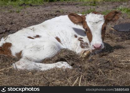 red and white calf lies in grass