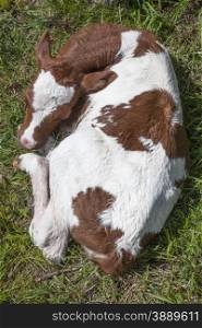 red and white calf lies in grass seen from above