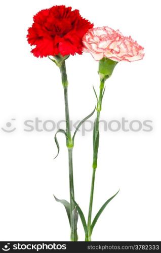 red and white carnations on a white background