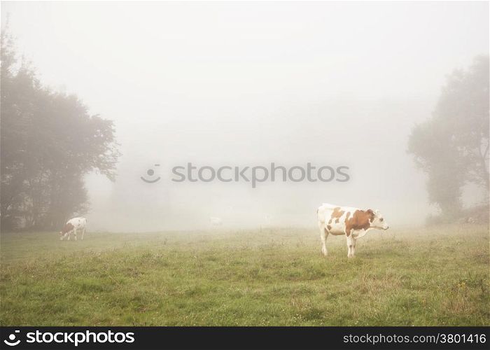 red and white cattle in the morning mist of the french Jura region