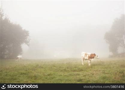 red and white cattle in the morning mist of the french Jura region