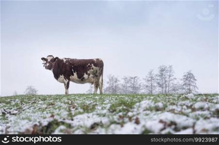 red and white cow in snow covered meadow near utrecht in the netherlands on overcast winter day