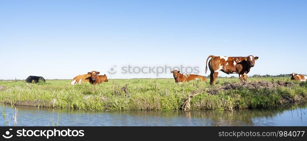 red and white cows and calf in green grassy meadow near canal in holland under blue sky