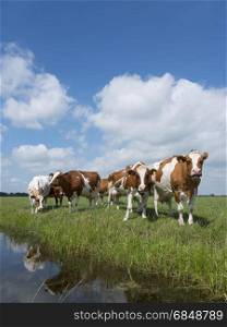 red and white cows in green grassy dutch meadow in the netherlands under blue sky with white clouds