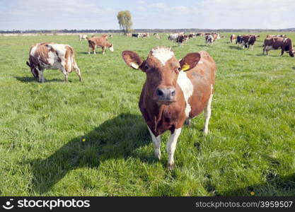 red and white cows in green grassy dutch meadow under blue sky with clouds