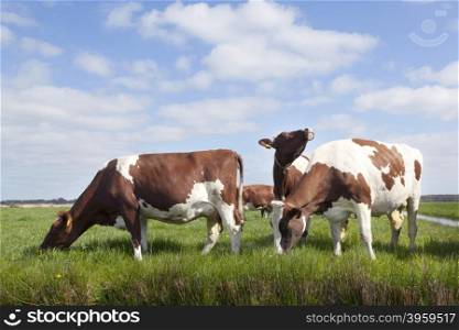 red and white cows in green grassy dutch meadow under blue sky with clouds