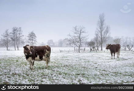 red and white cows in snow covered meadow near utrecht in the netherlands on overcast winter day