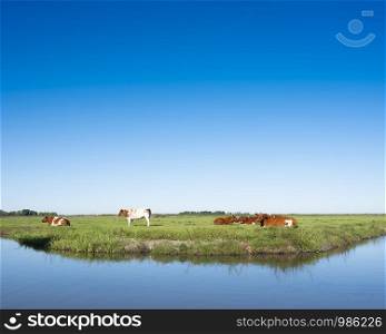 red and white cows rest in green grassy meadow between water of canal and blue sky in the netherlands near amersfoort