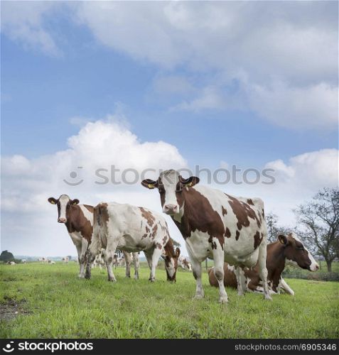 red and white cows under blue sky in green grassy summer meadow near utrecht in the netherlands