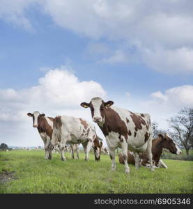 red and white cows under blue sky in green grassy summer meadow near utrecht in the netherlands