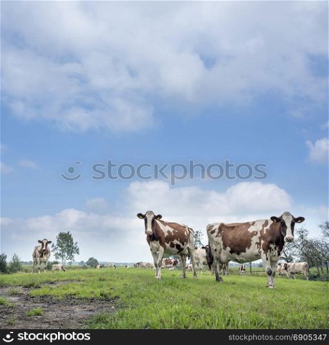 red and white cows under blue sky in green grassy summer meadow near utrecht in the netherlands