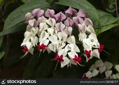 Red and white flowering Clerodendrum thomsoniae