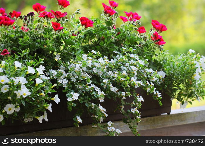 Red and white flowering plants in a flower box in the window sill . Geranium, petunia and bacopa flower growth in pot .. Red and white flowering plants in a flower box in the window sill . Geranium, petunia and bacopa flower growth in pot