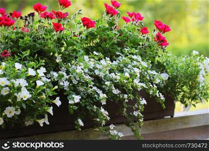 Red and white flowering plants in a flower box in the window sill . Geranium, petunia and bacopa flower growth in pot .. Red and white flowering plants in a flower box in the window sill . Geranium, petunia and bacopa flower growth in pot