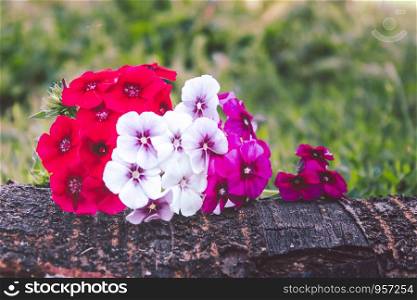 Red and white flowers lie on a tree bark on a background of green grass with a background of nature. Close-up.. Red and white flowers lie on a tree bark on a background of green grass with a background of nature.